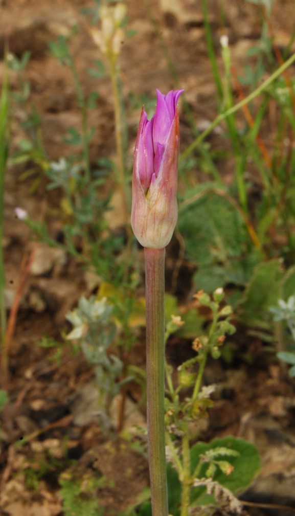allium-peninsulare-18mar2015-1