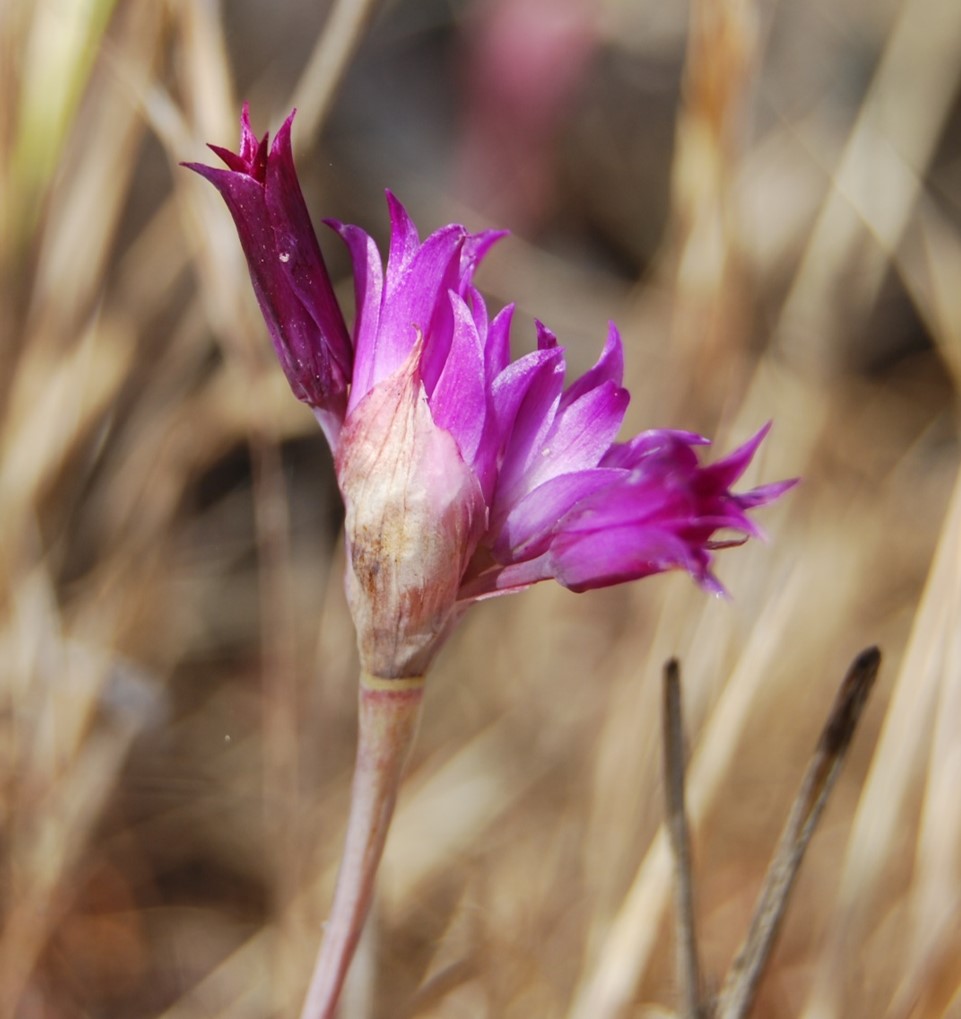 allium-peninsulare-22april2013-4