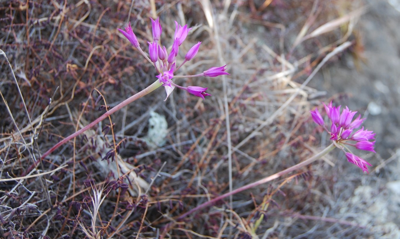allium-peninsulare-22april2013-5
