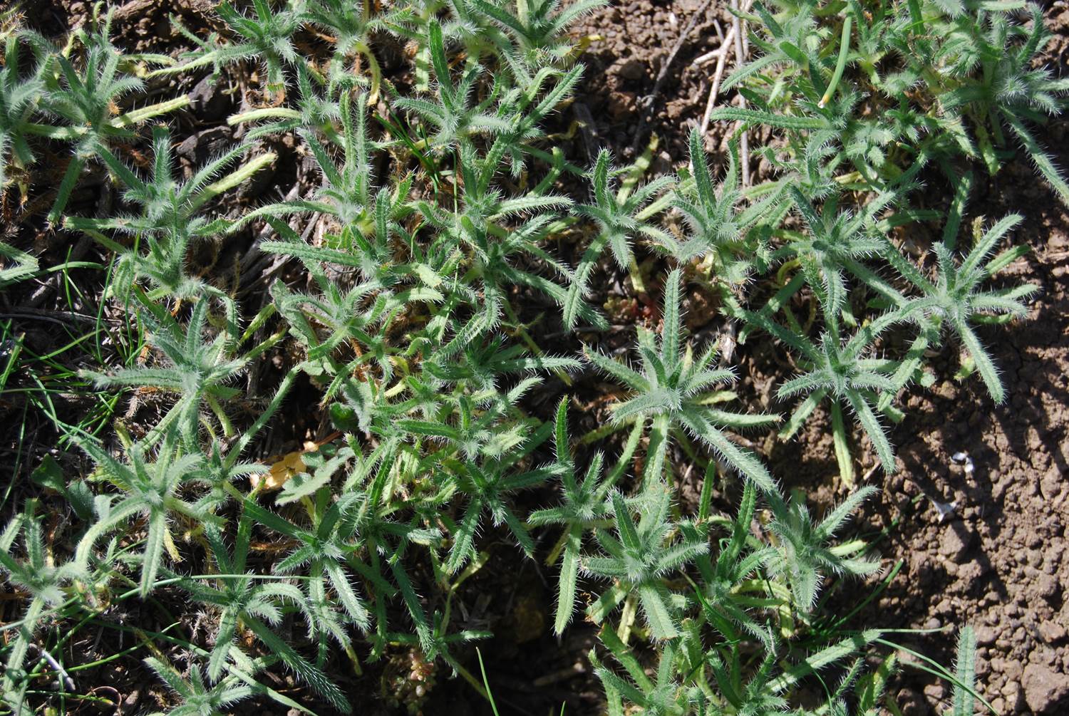 amsinckia-intermedia-15feb2013-3