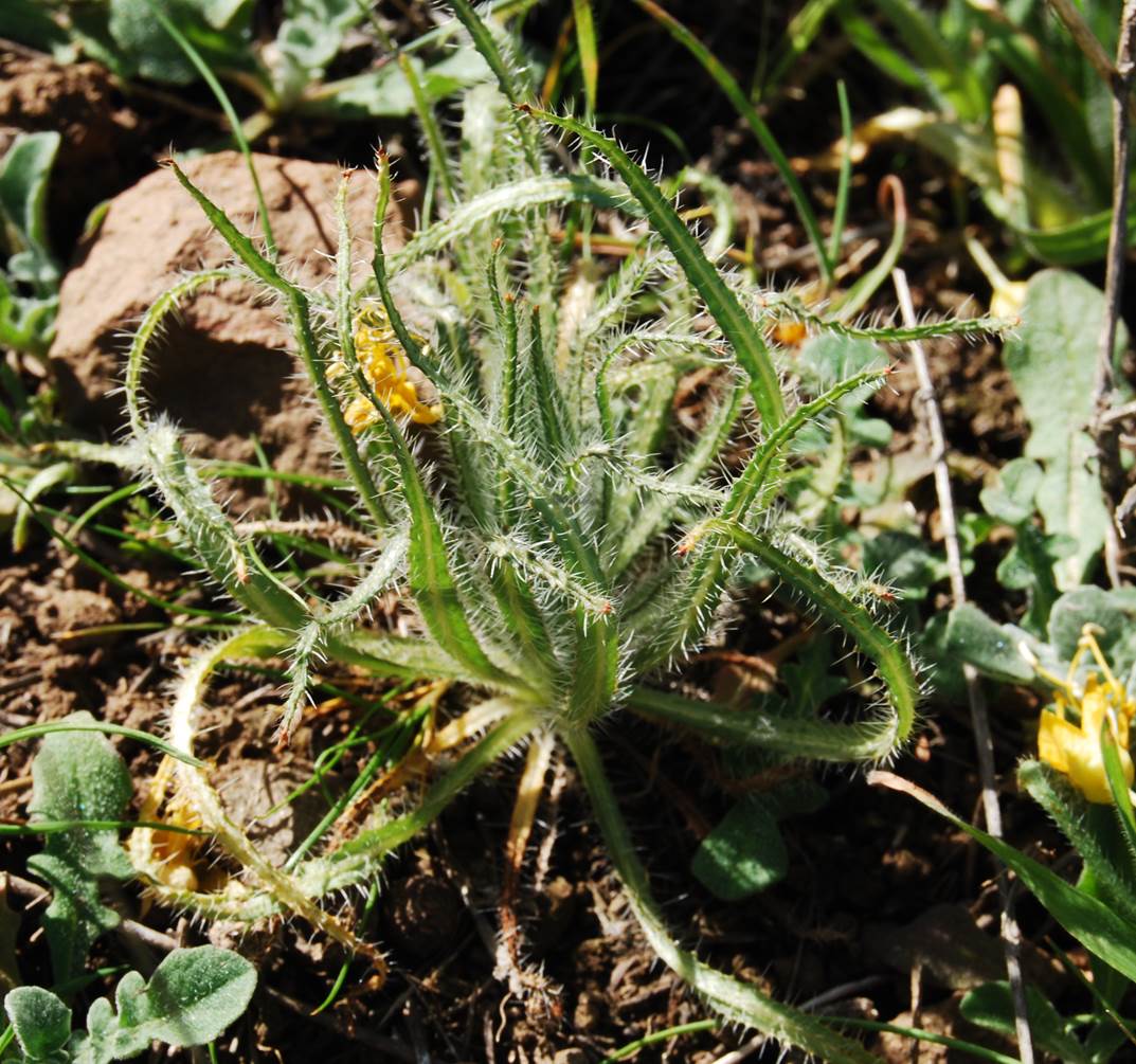 amsinckia-intermedia-20feb2013-1