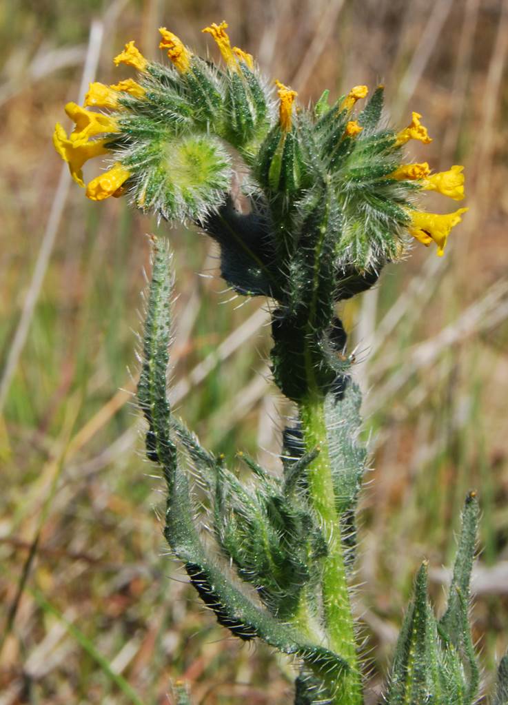 amsinckia-intermedia-27feb2013-11