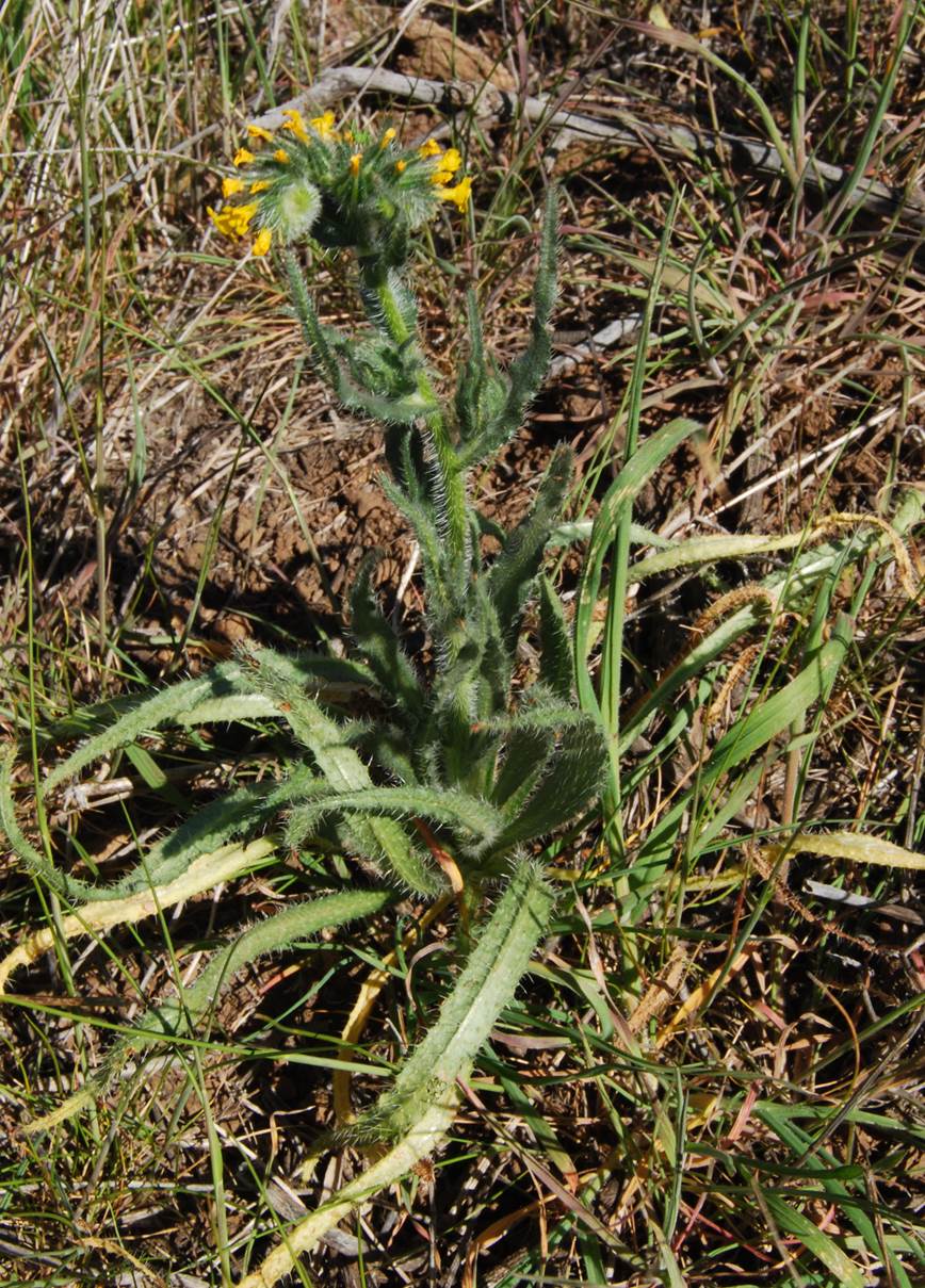 amsinckia-intermedia-27feb2013-14