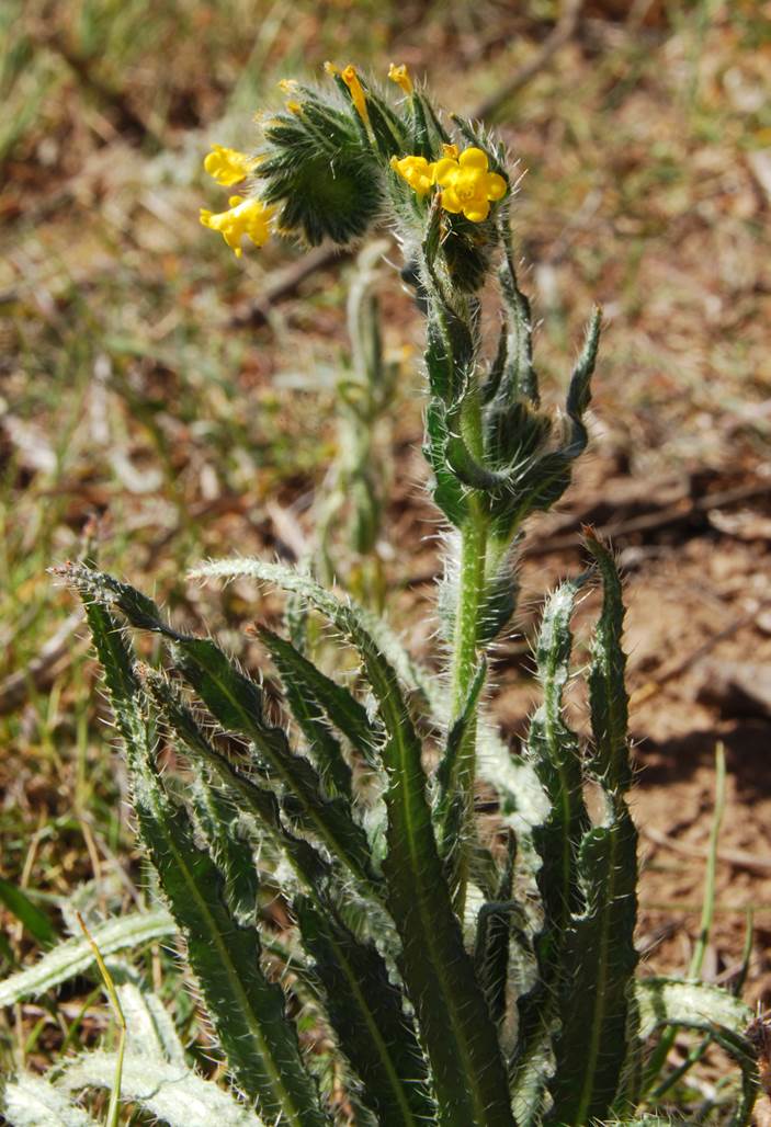 amsinckia-intermedia-27feb2013-5
