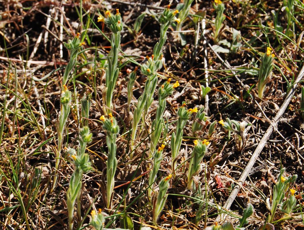 amsinckia-menziesii-20feb2013-13 amsinckia-menziesii-20feb2013-13