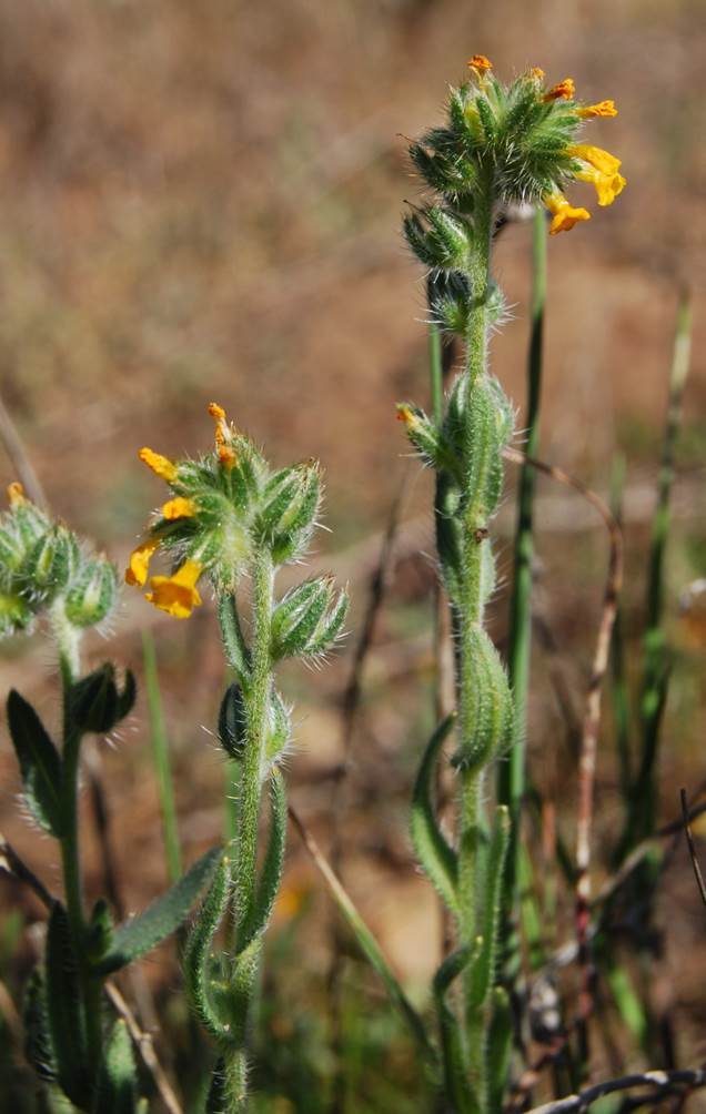 amsinckia-menziesii-20feb2013-2 amsinckia-menziesii-20feb2013-2