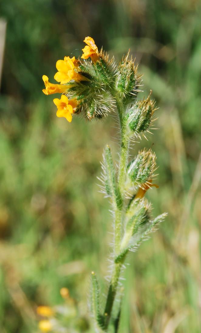 amsinckia-menziesii-20feb2013-21 amsinckia-menziesii-20feb2013-21
