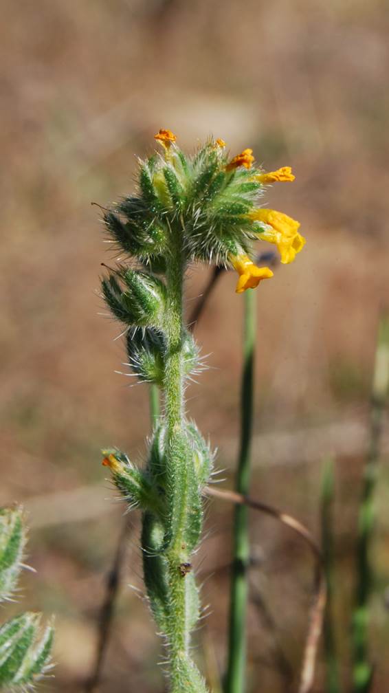 amsinckia-menziesii-20feb2013-4 amsinckia-menziesii-20feb2013-4
