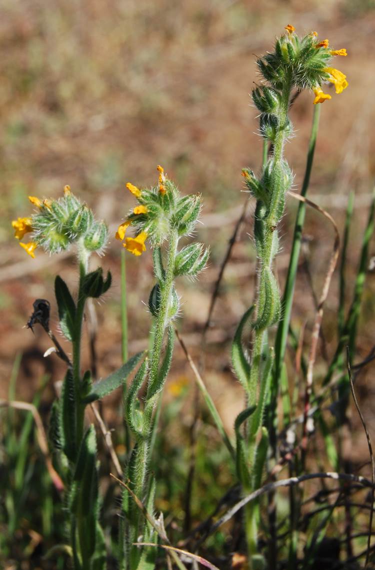 amsinckia-menziesii-20feb2013-8 amsinckia-menziesii-20feb2013-8
