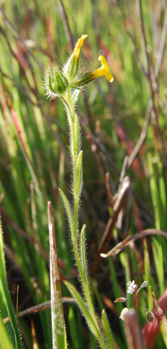 amsinckia-menziesii-21feb2013-12 amsinckia-menziesii-21feb2013-12