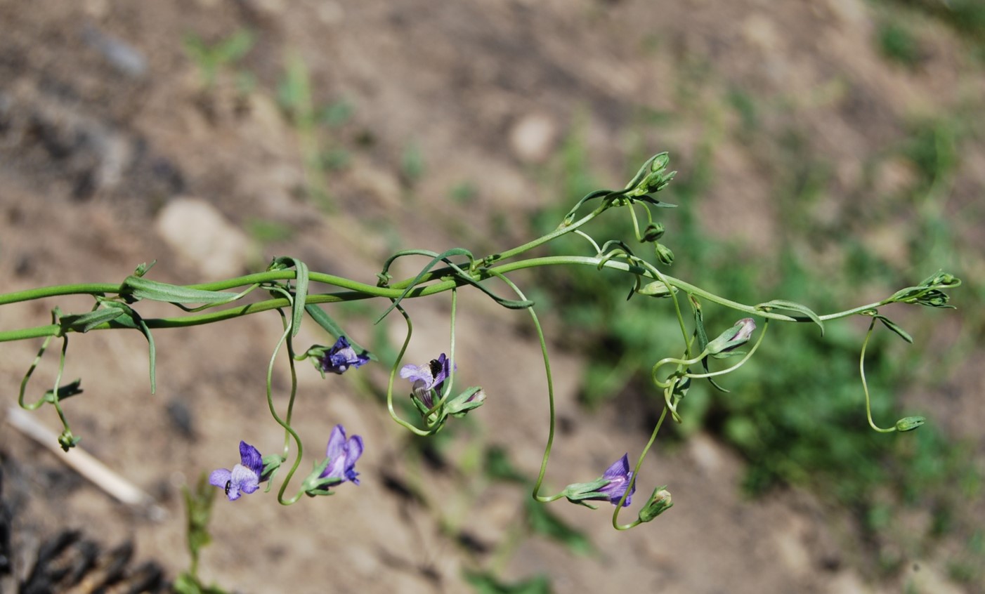 antirrhinum-kelloggii-14may2014-2