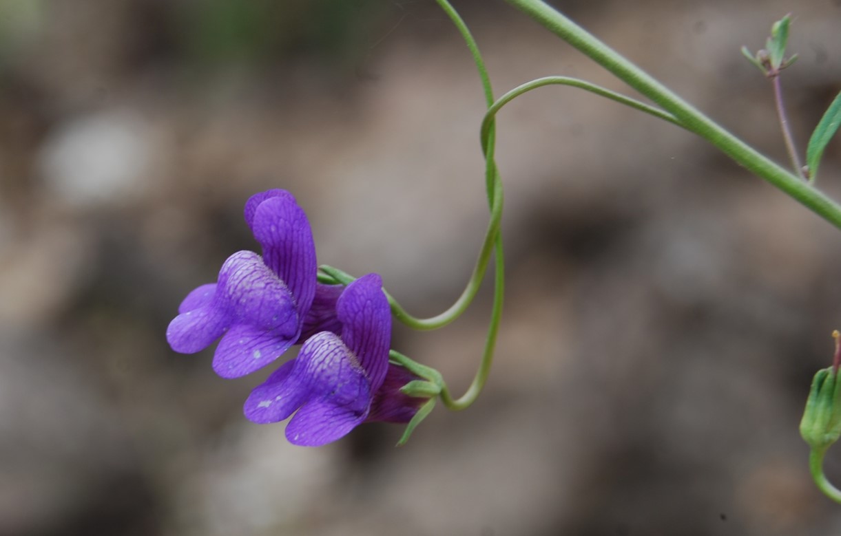 antirrhinum-kelloggii-9june2014-22