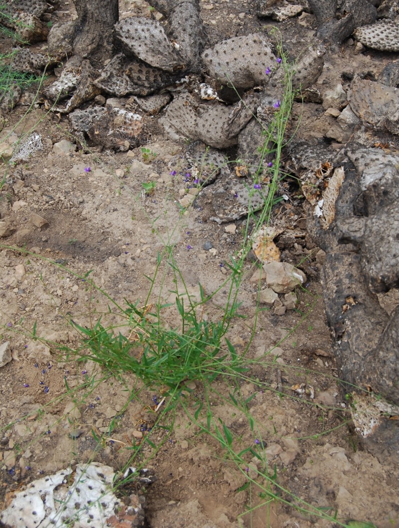 antirrhinum-kelloggii-9june2014-36