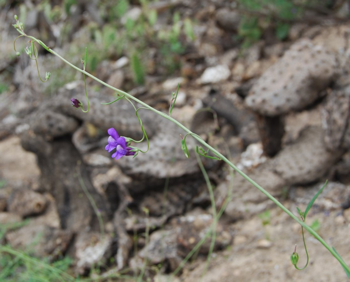 antirrhinum-kelloggii-9june2014-44