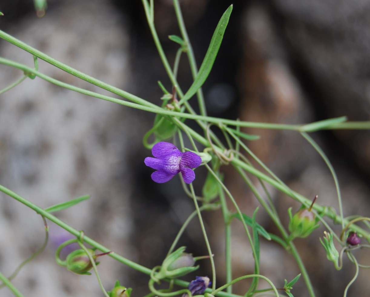 antirrhinum-kelloggii-9june2014-6