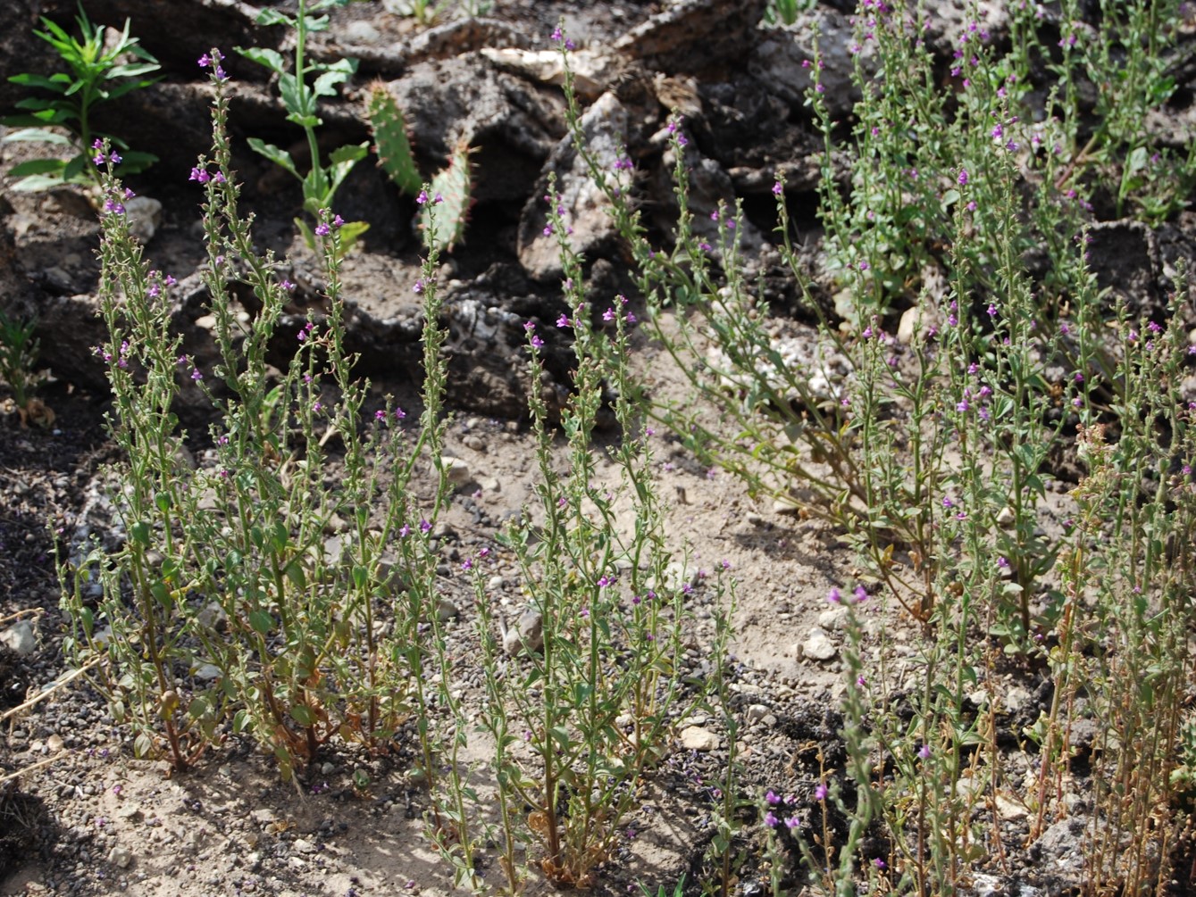 antirrhinum-nutt…allianum-20may2014-5
