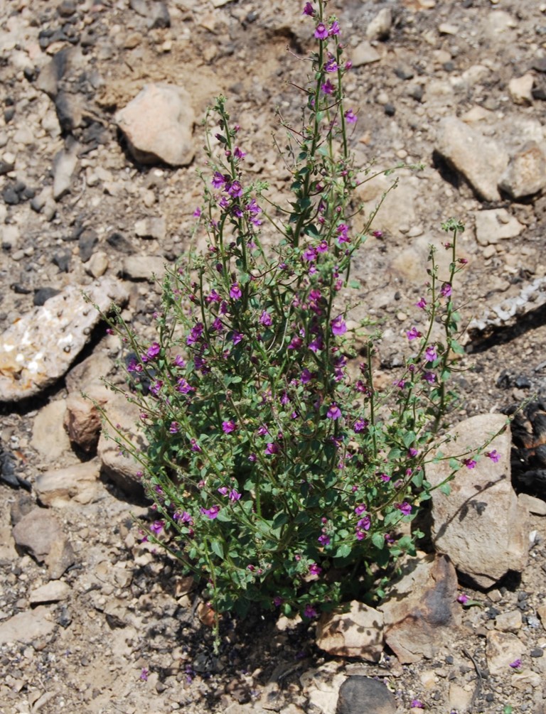 antirrhinum-nutt…allianum-29may2014-1