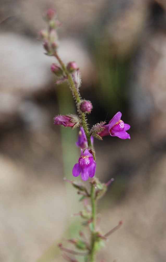 antirrhinum-nutt…allianum-29may2014-5