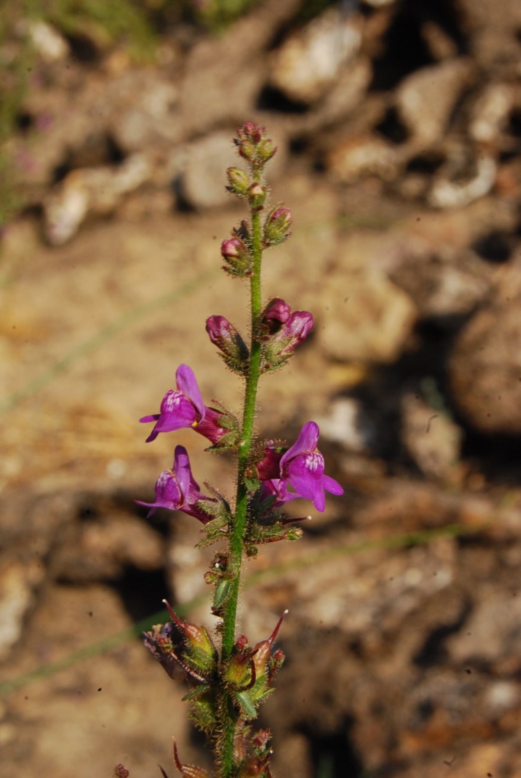 antirrhinum-nutt…allianum-2june2014-1