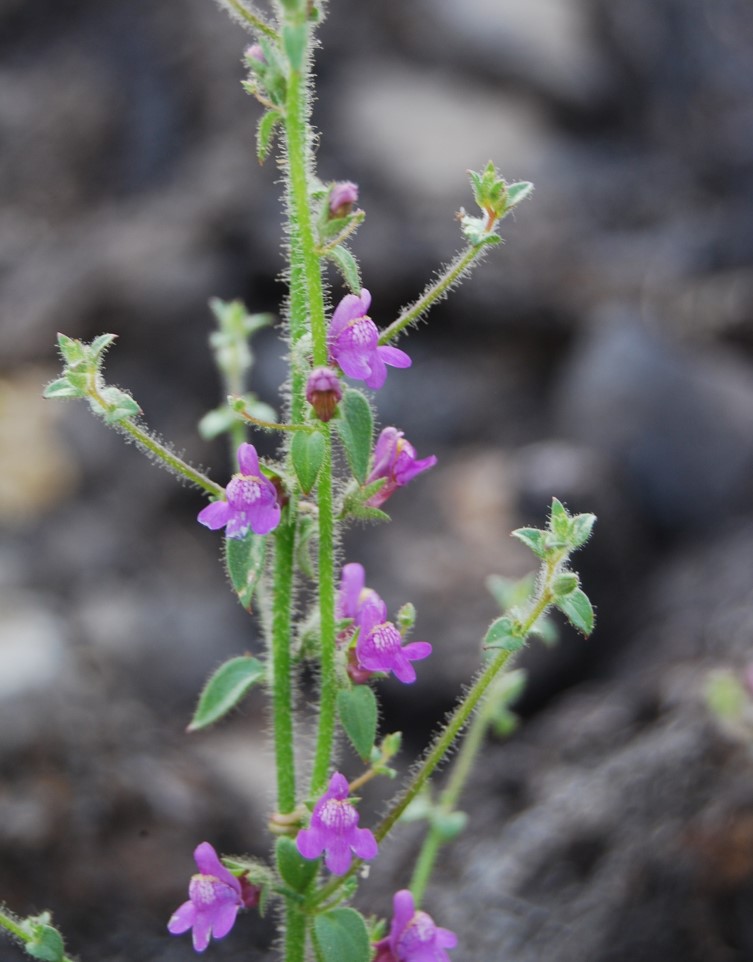 antirrhinum-nutt…allianum-6june2014-5