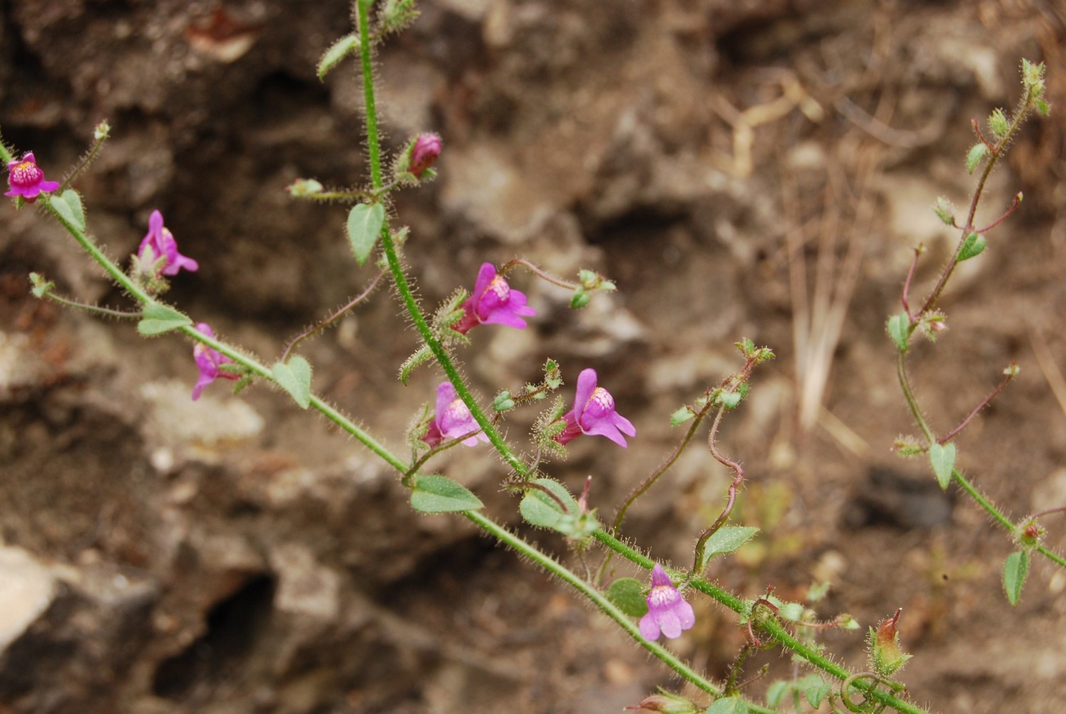 antirrhinum-nutt…allianum-9june2014-3