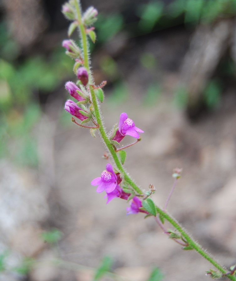 antirrhinum-nutt…allianum-9june2014-8