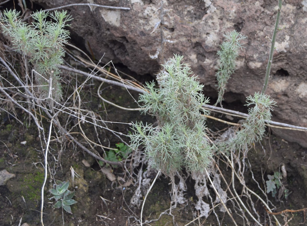 artemisia-californica-11jan2016-1