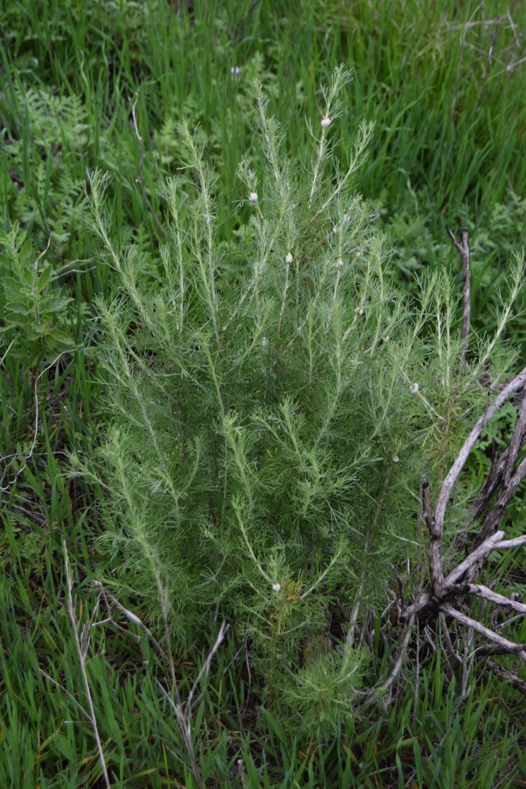 artemisia-californica-19mar2016-2