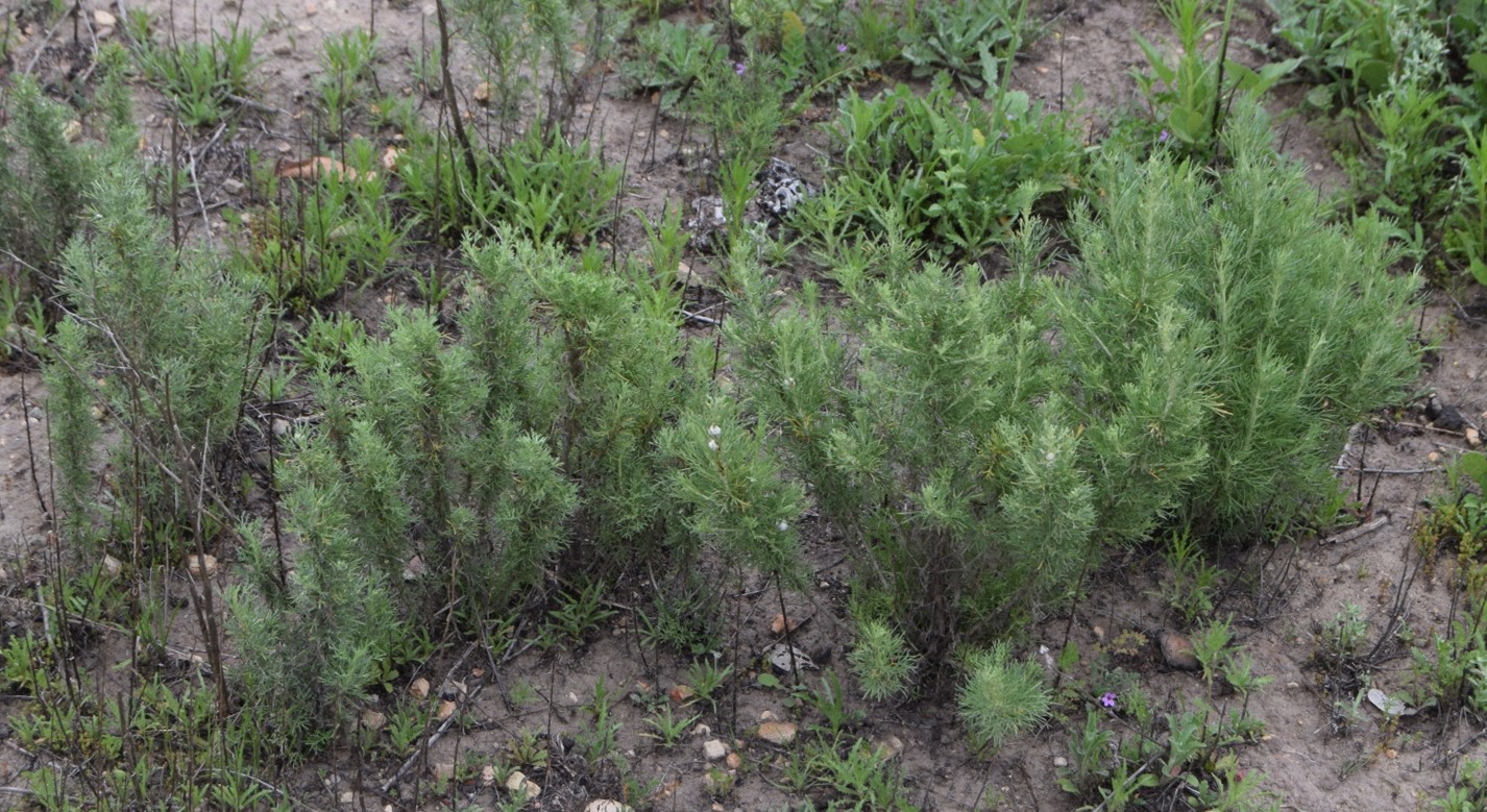 artemisia-californica-20mar2016-3