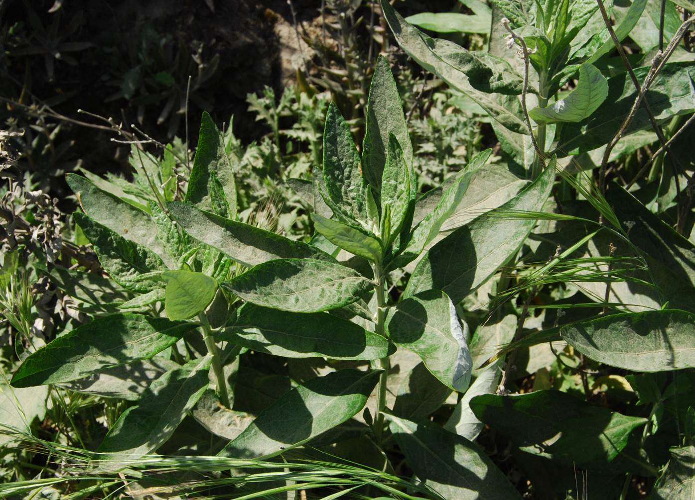 artemisia-douglasiana-11apr2013-5 artemisia-douglasiana-11apr2013-5