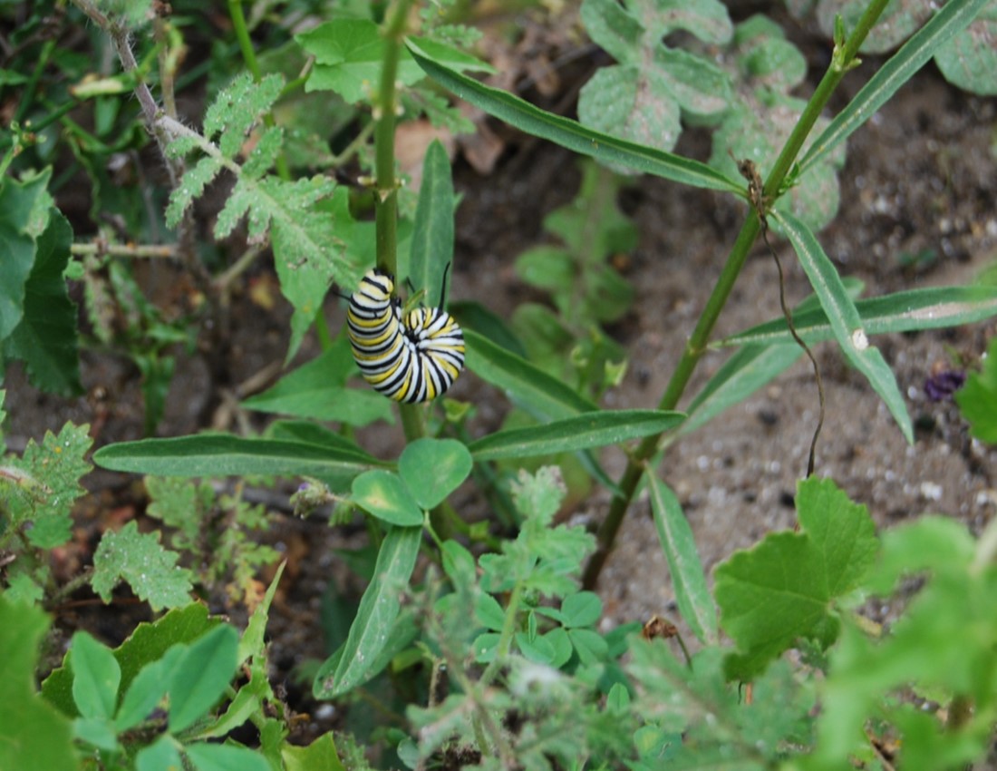 asclepias-fascicularis-11mar2015-1