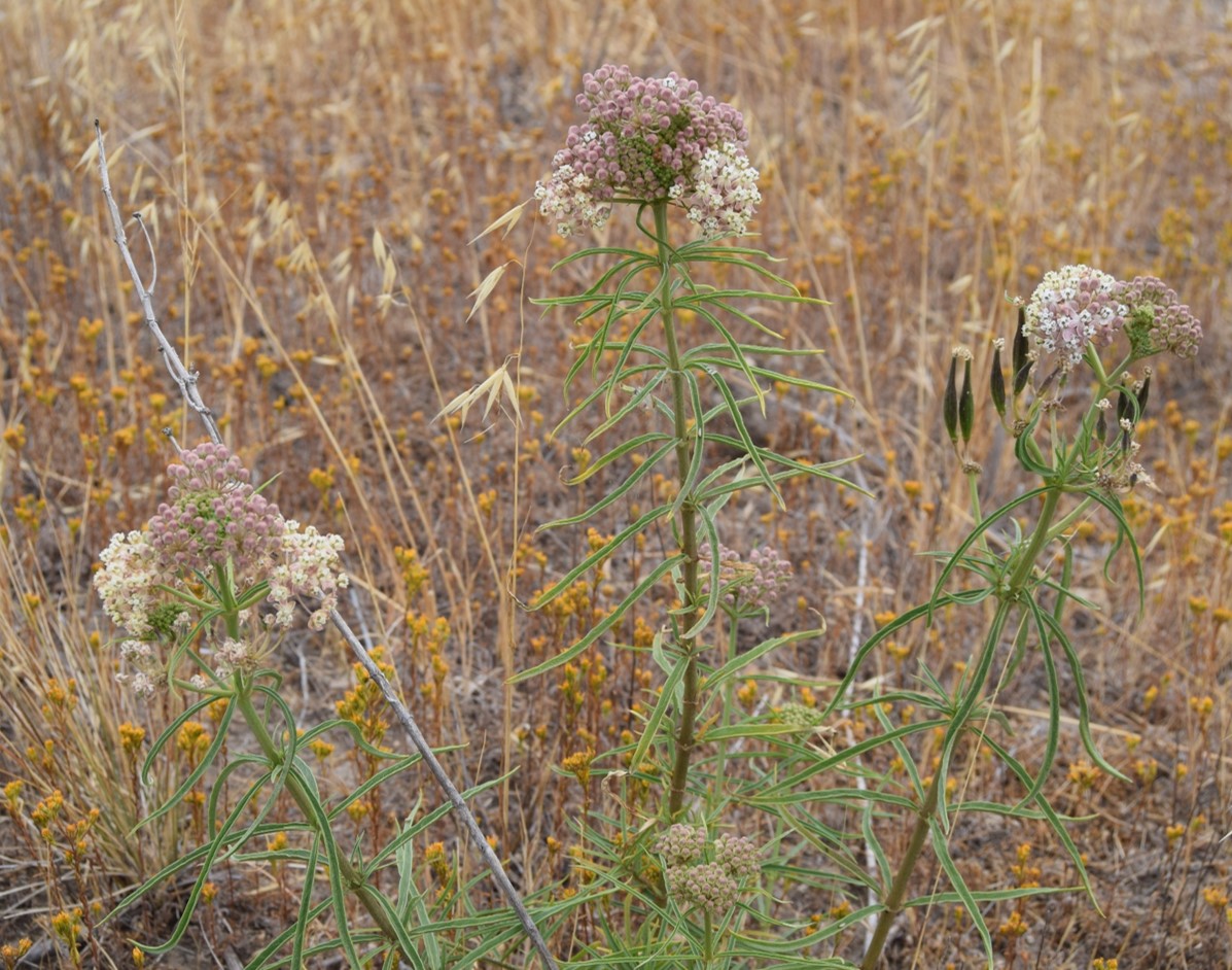 asclepias-fascic…ularis-12june2016-10