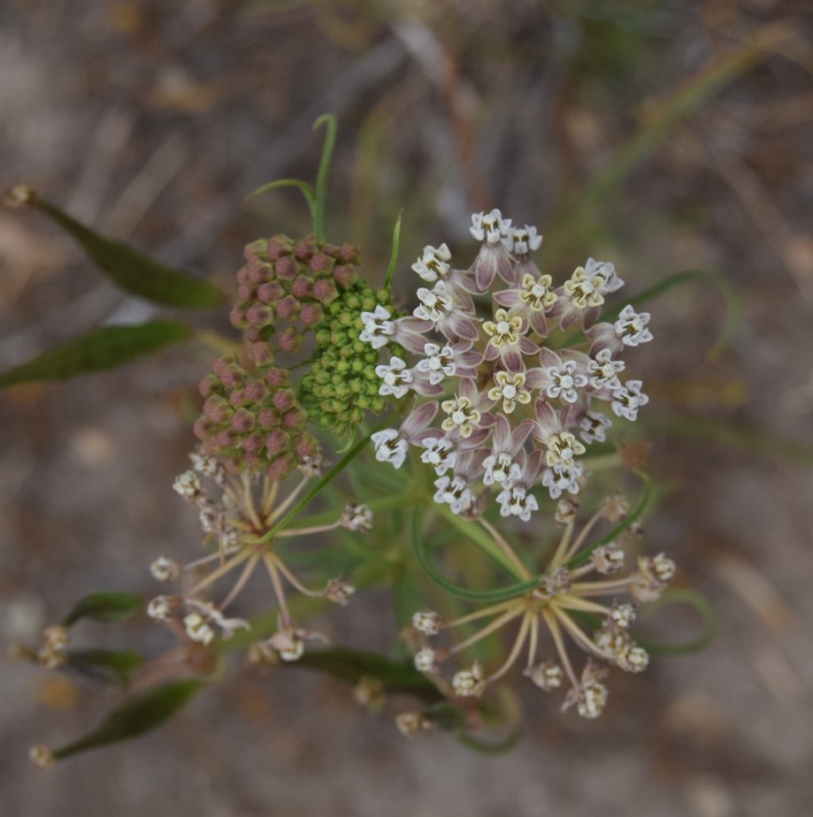 asclepias-fascic…ularis-12june2016-11