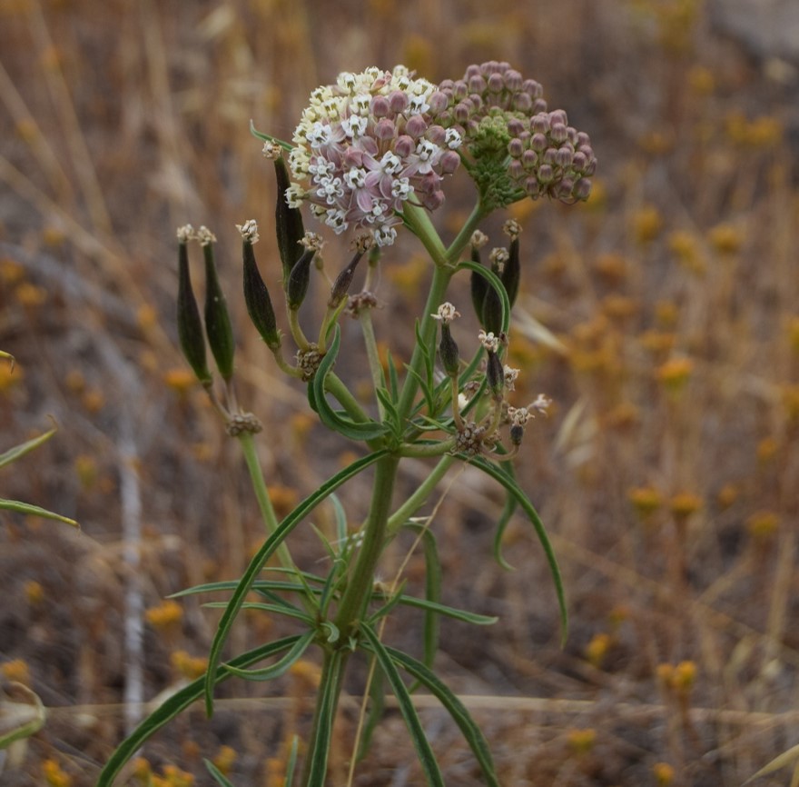 asclepias-fascicularis-12june2016-3