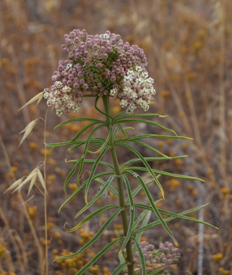 asclepias-fascicularis-12june2016-6
