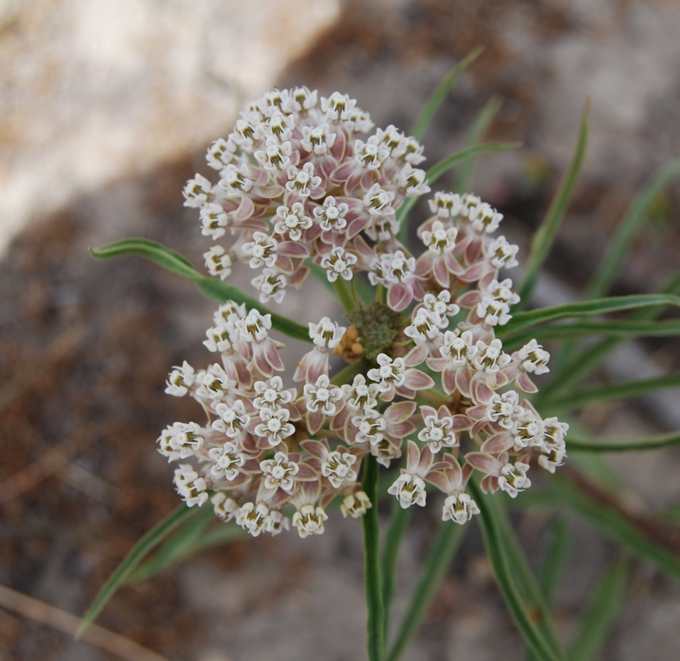 asclepias-fascicularis-20may2014-4