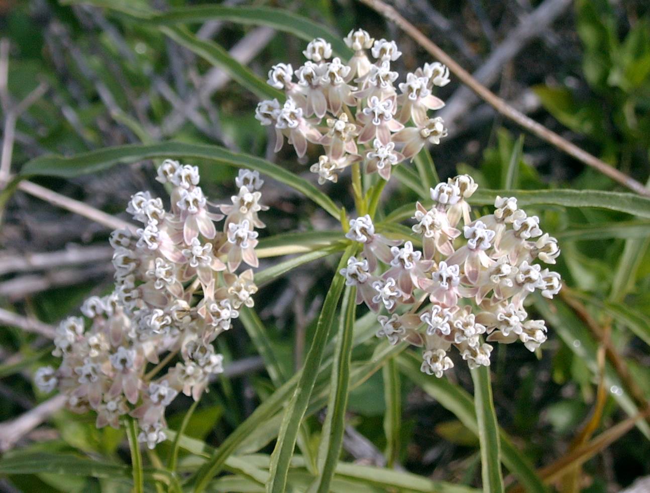 asclepiasfascicularis-26feb2003