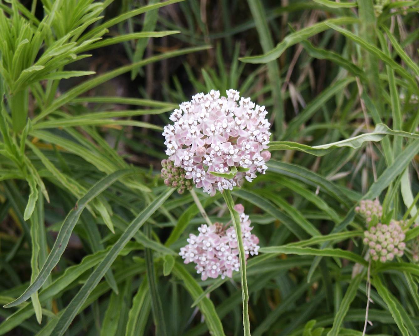 asclepiasfascicularis-6june2003-1