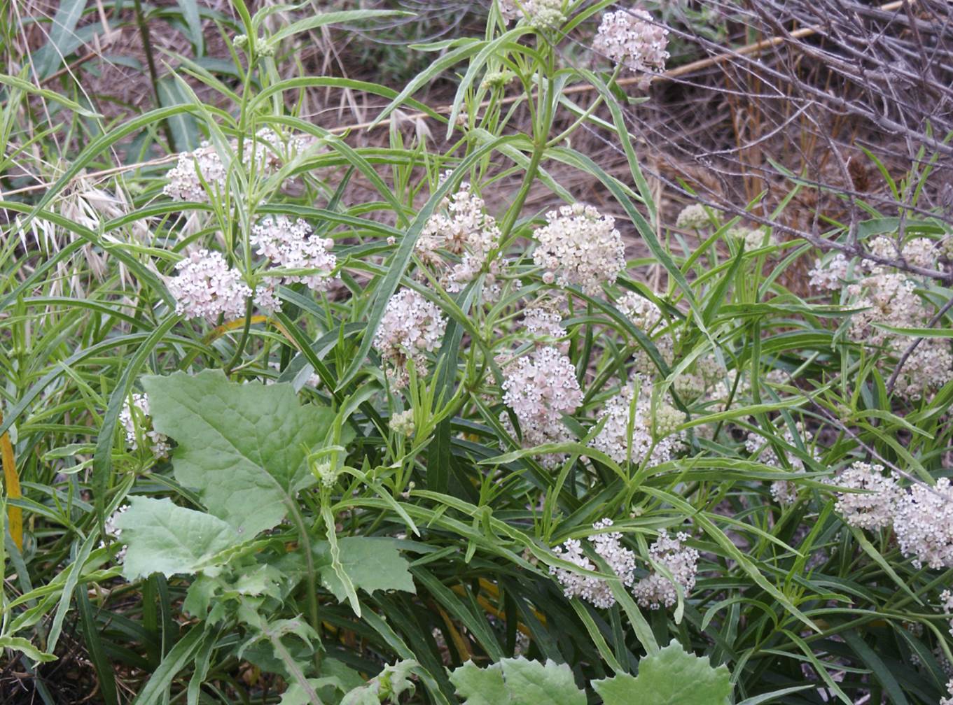 asclepiasfascicularis-6june2003-2