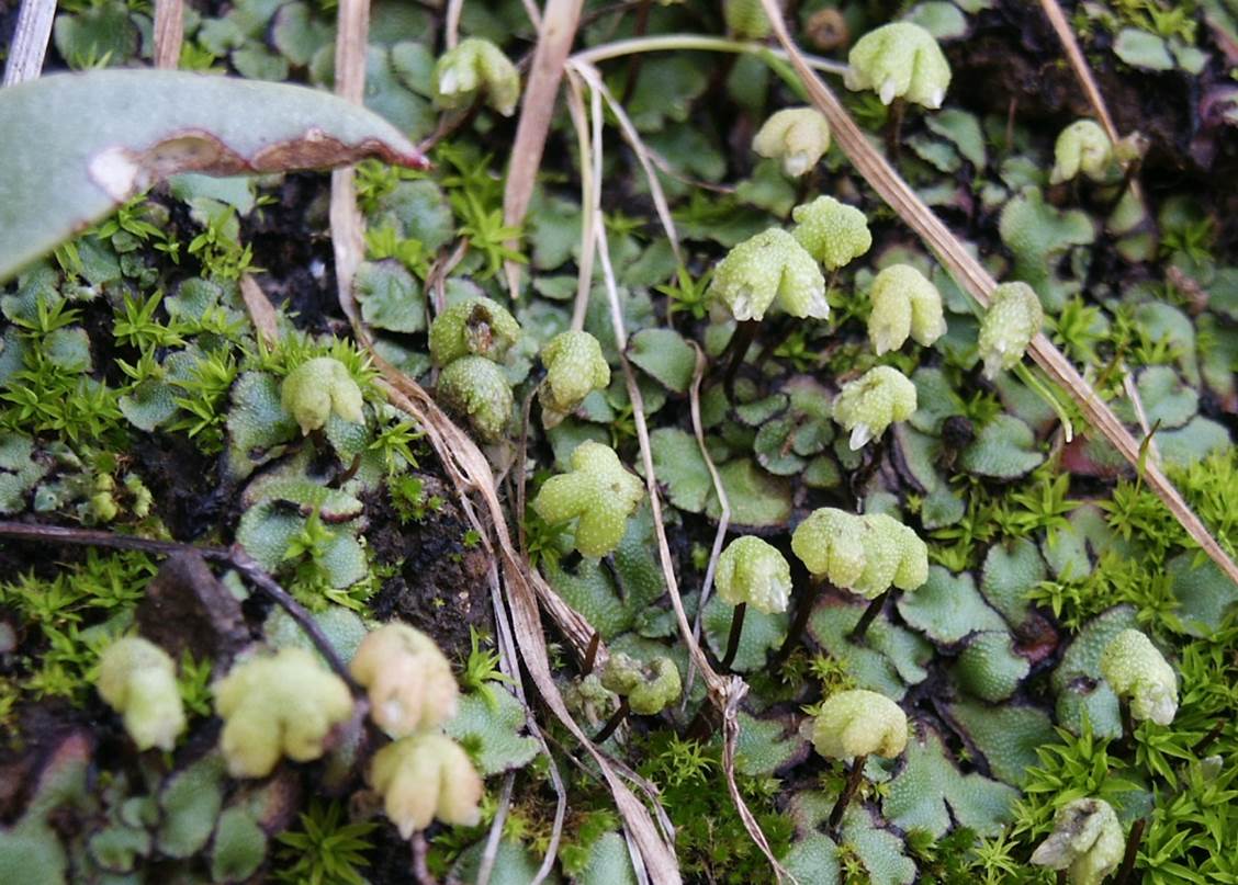 asterella-female-close-2005-1