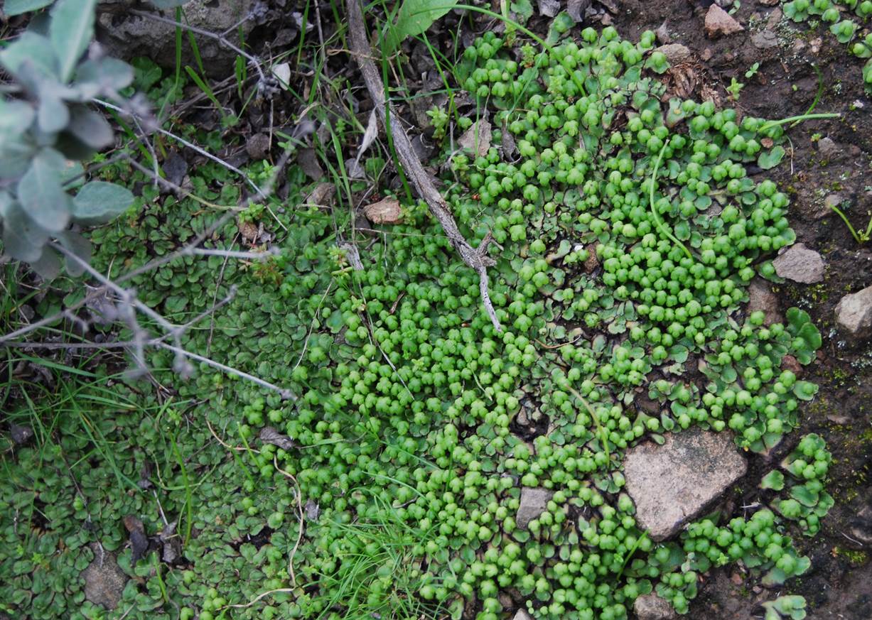 asterella-patch-female-2011-3