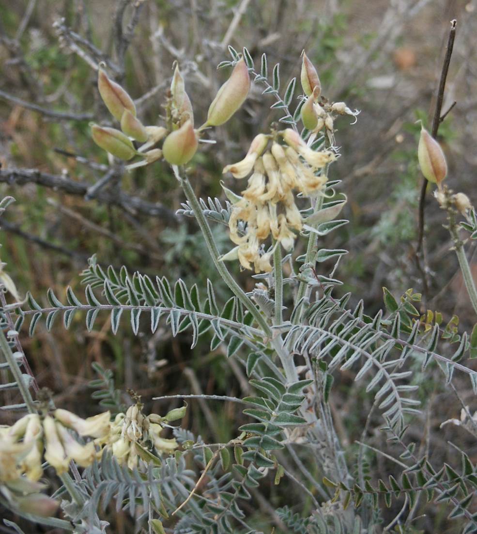 astragalus-trichopodus-15feb2004-3