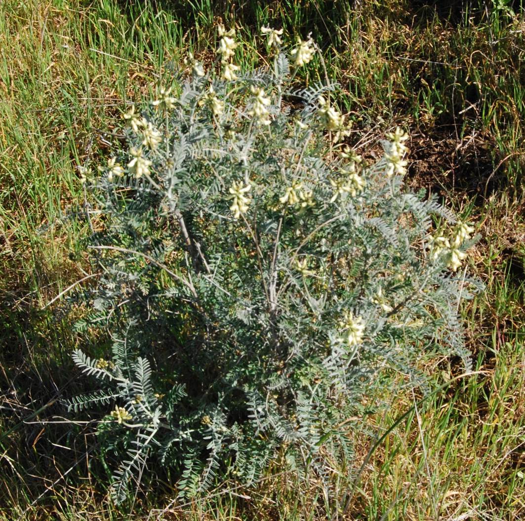 astragalus-trichopodus-20eb2013-10