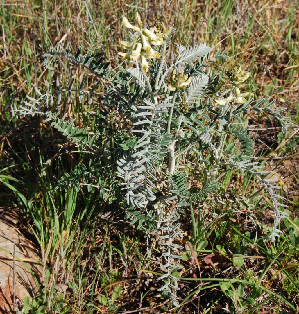 astragalus-trichopodus-20feb2013-1