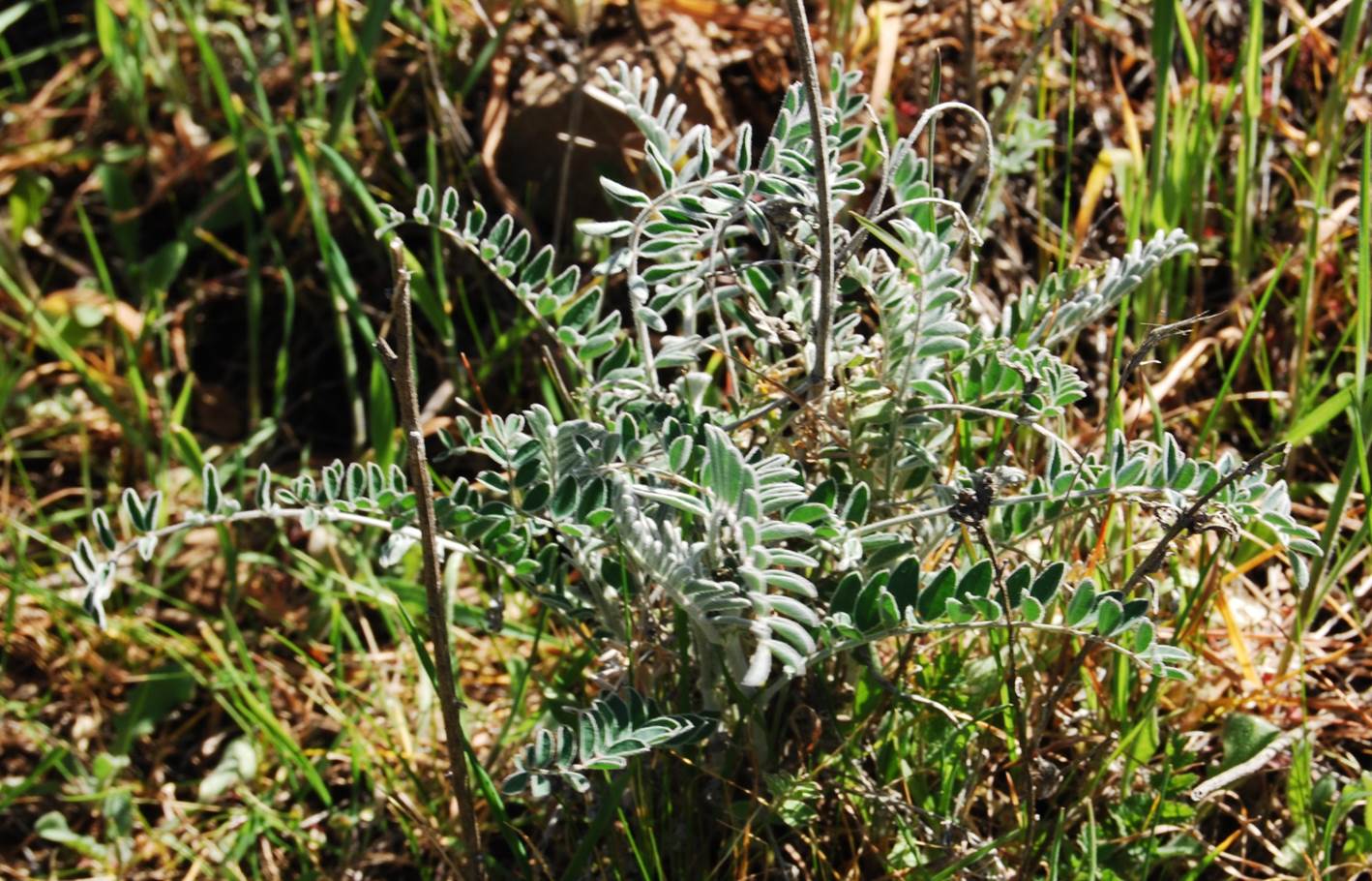 astragalus-trichopodus-20feb2013-12