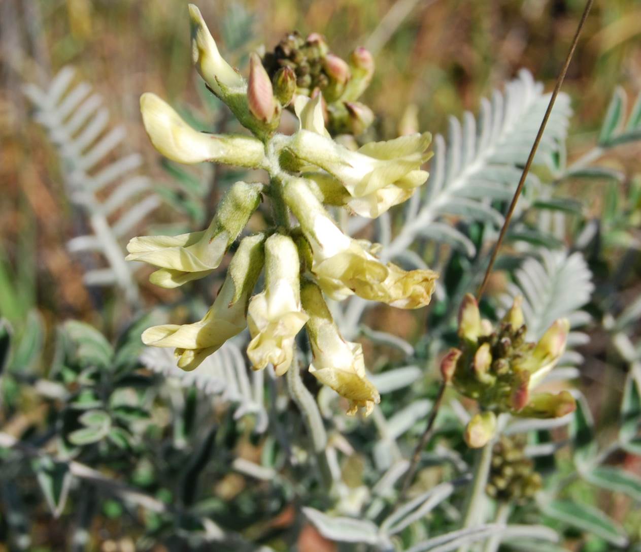 astragalus-trichopodus-20feb2013-5