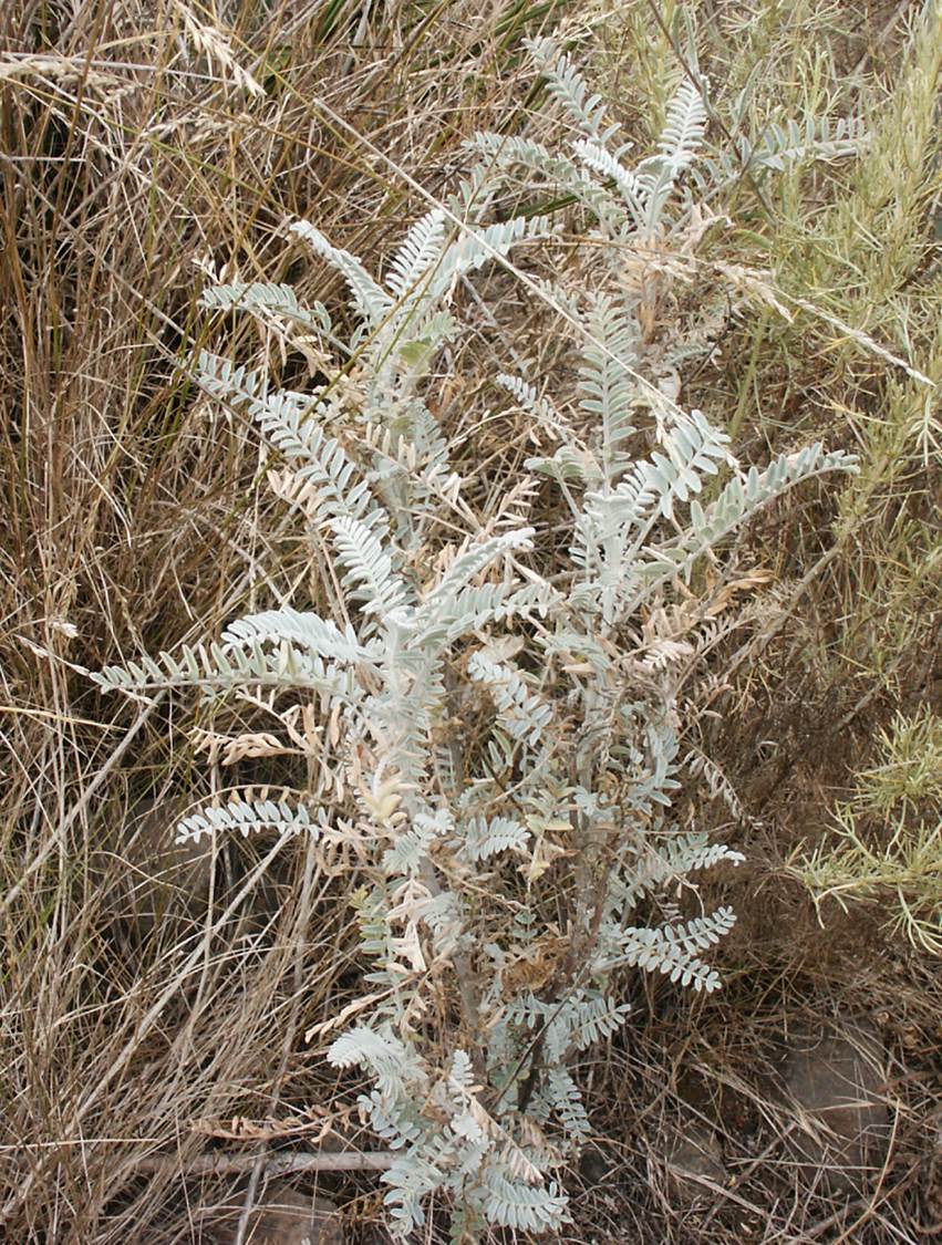 astragalus-trich…us-29june2003-barret