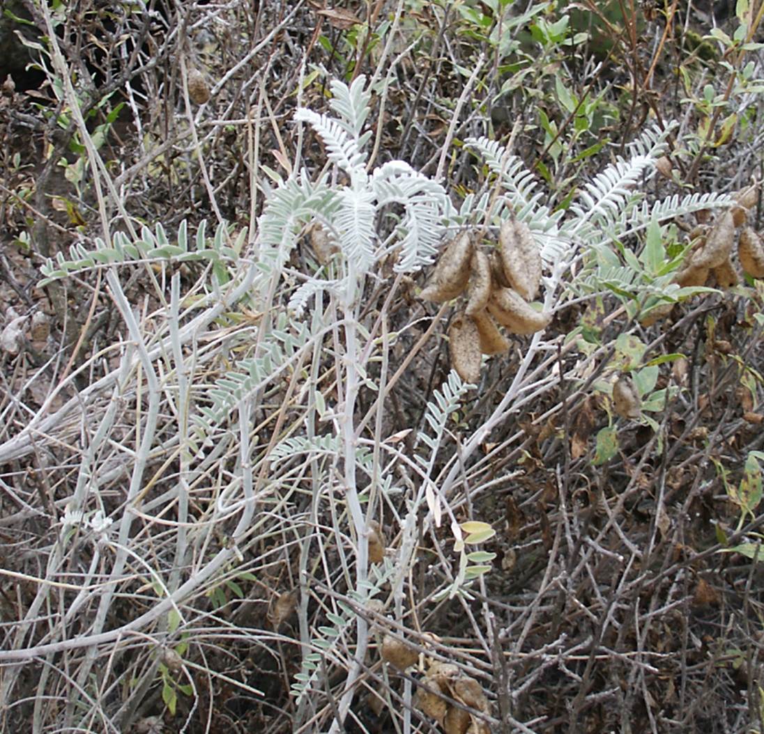 astragolus-trichopoda-20june2003