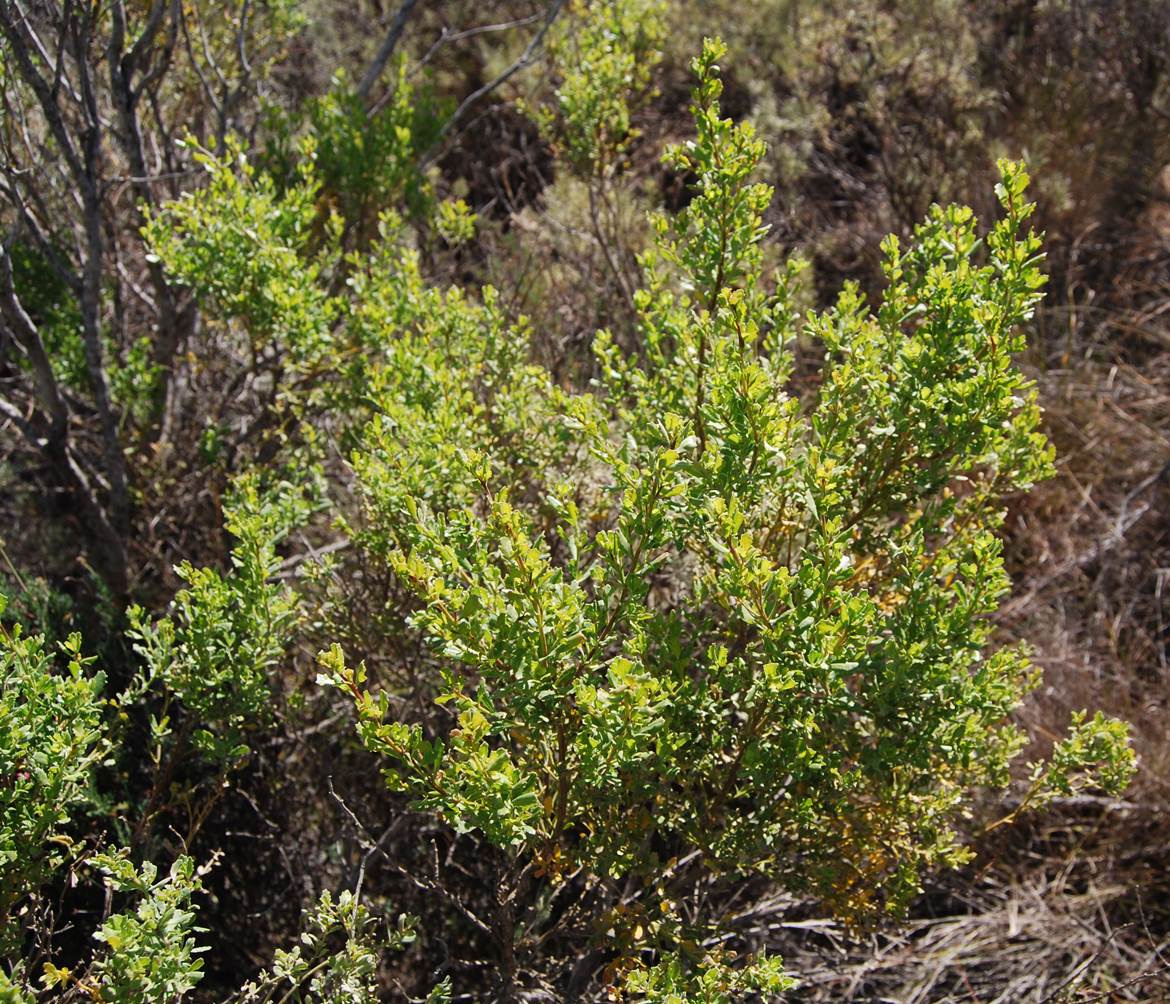 baccharispilularis-11apr2013-1