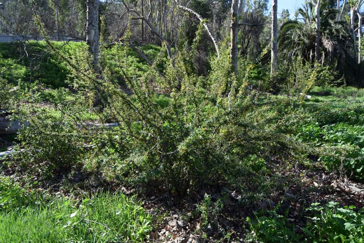 berberis-nevinii-16mar2016-12